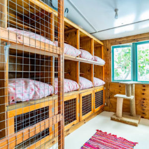 cattery bed area